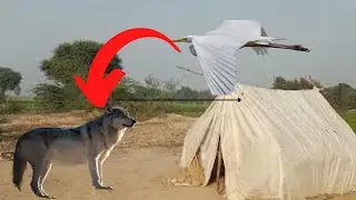 Hunting video | Hunting in pakistan | hunting zone 786