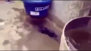 Пикольные кошки