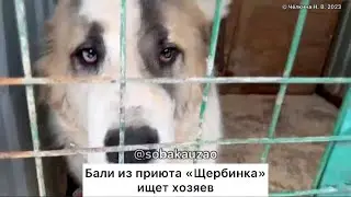 Большой медведь Бали попал в приют «Щербинка». Проект Собака ЮЗАО