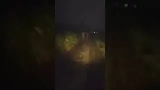cewe cantik mulus berjalan tanpa busana..