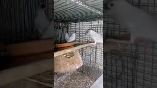 akaviary🐦‍⬛🐦‍⬛ 