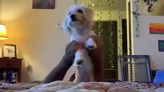 Low Tier Yorkie Goes On A Rant!