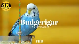Domestic Budgerigar Bird Fhd Video @4kuhdvideos722