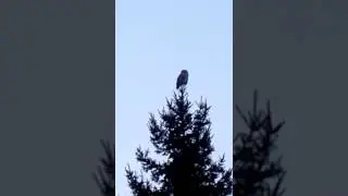 Большая сова!!