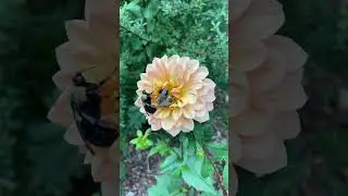 Sleeping on a Dahlia 🐝