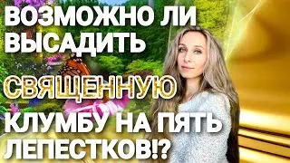 Возможно ли высадить Священную клумбу на 5 лепестков!?