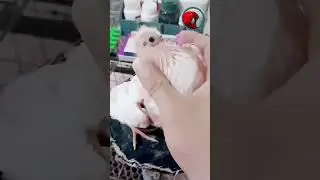কবুতরের খাদ্য থলীতে গ্যাস জমলে যা করবেন। Pigeon  