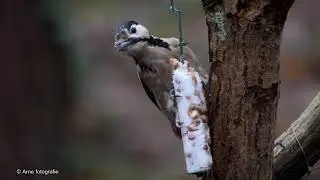 Natuurbeelden ( 12 ) Grote Bonte Specht aan het smullen