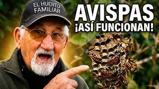 Todo sobre las avispas. ¿Amigas o enemigas?