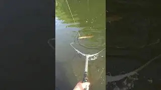 ЩУКА СПИННИНГ #рыбалка
