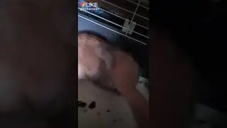 Рецепт плова😂😂😂😂😂