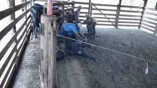 Capando Bois Com Donizete Bauduino