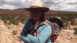 Filière Quinoa Real de Bolivie
