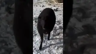 Шашлык Баранина