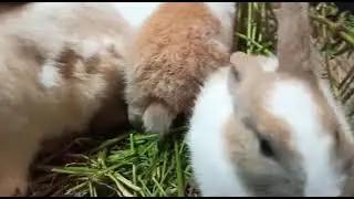 cute rabbits❤ #shorts