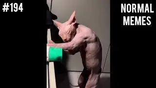 сфинкс эталон | мемы