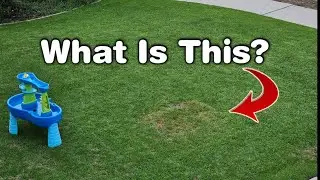 Killing Poa From Rye Grass & Buffalograss + 20-Day Reveal w/ Winter Lawn Observations