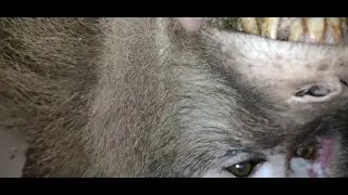 Yov hav zoov tua liab thiab noj nqaij liab