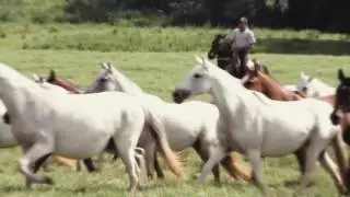 Mangalarga Marchador em 2016