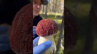 СБОР ГРИБОВ В КАРЕЛИИ 13.09.22г часть 5