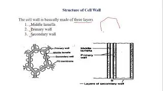 Cell Wall- Structure and composition