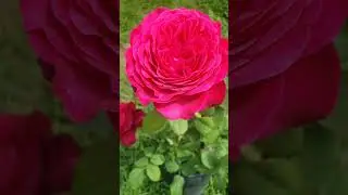 EDROSES/Троянда🌹 Йоганн Вольфганг фон Гете(Johann Wolfgang von Goethe Rose) в горшику (ЗКС).