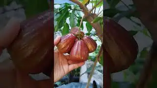 🔴JAMBU DALHARI‼️ #fruits #satisfiying #short #shorts