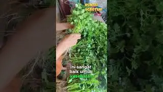 Coriander Leaves Are Rich in Benefits