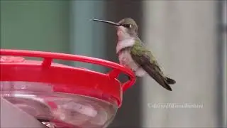Hummingbirds Enjoy Human Hospitality