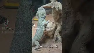 Yes Technically They Cousins 😭🐍🦎 #reptile #shorts #snake #beardeddragon #funny #wehavenoidea