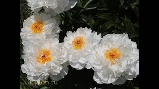 Пионы. Цветение 2021. Часть 2.