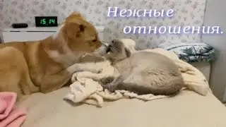 Очень нежные отношения. #котик