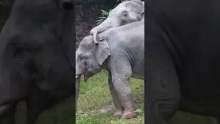 ความสุขสองพี่น้อง #เขาใหญ่ #forestelephant #animalnews #wildlife #elephanthabitat #animals #travel