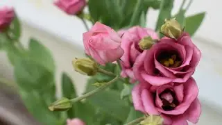 Lisianthus is finally blooming! + rosetting 🤦‍♀️