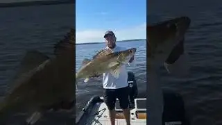 Эксклюзив от моего кореша! 🏴‍☠️ #судак #рыба #рыбак #спиннинг #джиг #fishing #fishingvideo #zender