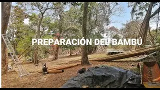 Preparación del Bambú en la propiedad