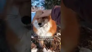 КАК КАЙФУЕТ ОТ ЛАСКИ ЛИСА 