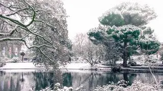 Winter Ambience in Botanical Garden ❄️ | Ambience for Sleeping, Relaxing and Studying Background