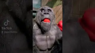 This silverback is enjoying his pepper! 
