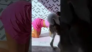 When Your Dog Steals the Show #dogs #dogfunny #funnydogs #shorts #prank