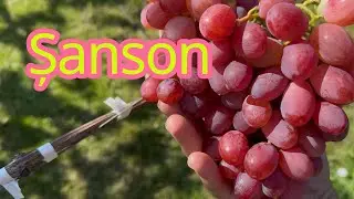 Şanson variety, table grapes, collection vine. August 10, 2025
