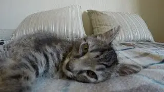 Кото-Кекс