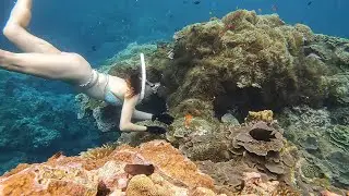 Clown fish 4K quality gopro10 / 4K 小丑魚島