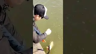 Zip Baits Calibra Jr. в работе