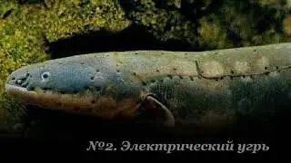 ТОП 10 КА САМЫХ ОПАСНЫХ РЫБ В МИРЕ
