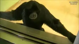 人と遊ぶサル＆メスの求愛   東山動物園（フクロテナガザル）(Ухаживание обезьян, играющих с людьми в зоопарке Хигасияма (Гиббоны)