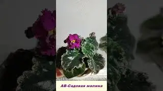 Пестролистная сенполия АВ-Садовая малина #сенполии #фиалки #сортовые фиалки #цветы