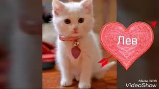 Кто ты из котят по знакам зодиака? (чит. Опис.)