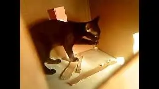 Blackie Debut.wmv