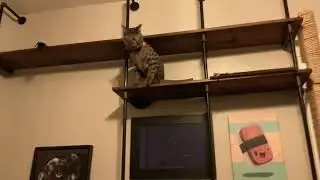Cat tries to get a toy